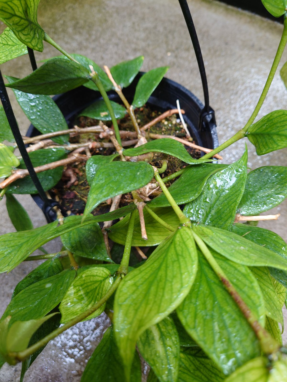 ホヤ ポリネウラ Hoya polyneura ホヤ植物 植物 珍奇植物 珍奇 珍しい ...