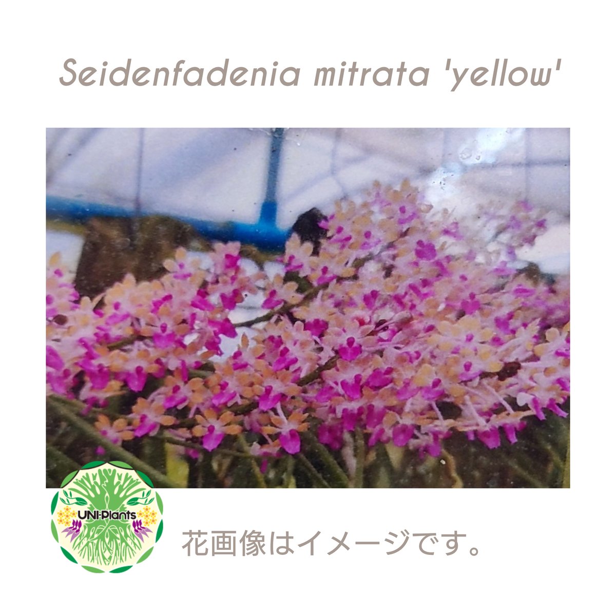 セイデンファデニア ミトラタyellow Seidenfadenia mitrata yell