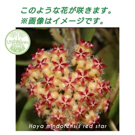 レアなホヤ植物 入荷しております! | UNI-Plants ビカクシダ、ホヤ植物
