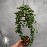 限定1株入荷 Hoya Waymaniae cloudy sky ホヤ ウェイマニアエ クラウ