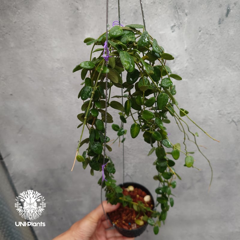 1112 ホヤ プレアナ Hoya pulleana IM-08 花座4蕾一箇所 1112 ホヤ プレアナ Hoya pulleana IM-08 花座4蕾一箇所