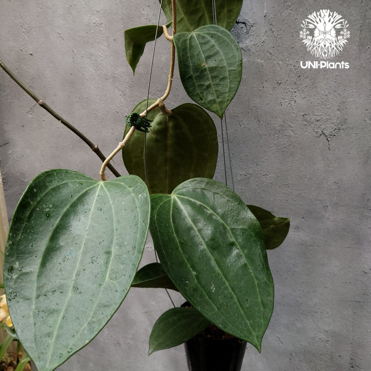 Hoya Latiforia ホヤ ラティフォリア 大ぶり!! ホヤ 植物 ホヤの花