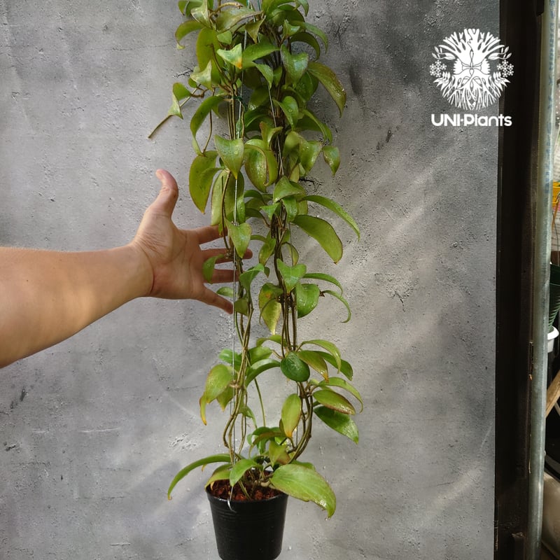 ホヤ メリリー ロングリーフ Hoya merrilli long lesves(red le