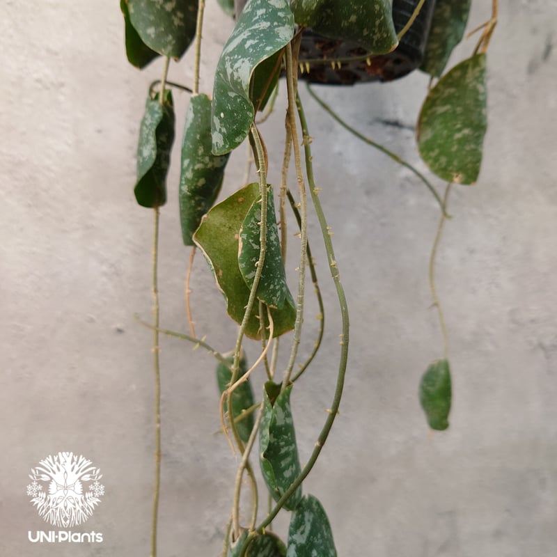 超ロング Hoya Imbricata ホヤ インブリカータ ホヤ植物 ホヤの花 観葉