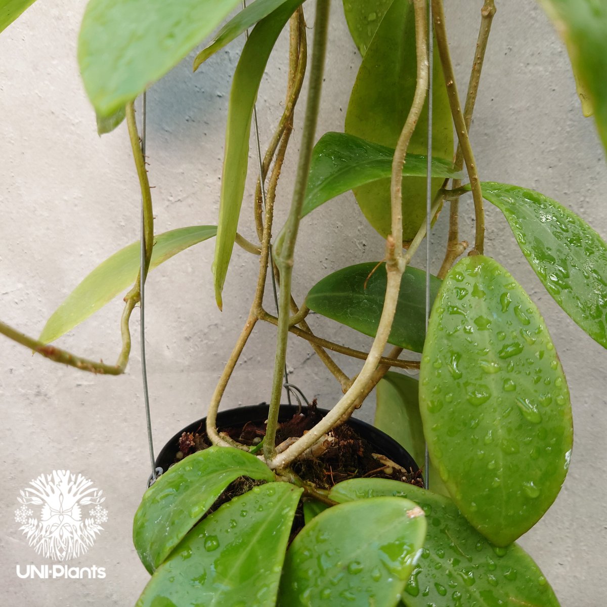 Hoya mindorensis Creamy 新色 ホヤミンドレンシス クリーミー ホヤ植物