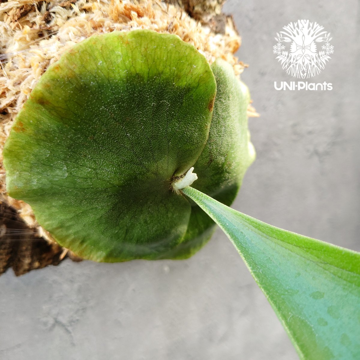 ビカクシダ アルシコルネ アフリカ×アルシコルネ マダガスカル hybrid