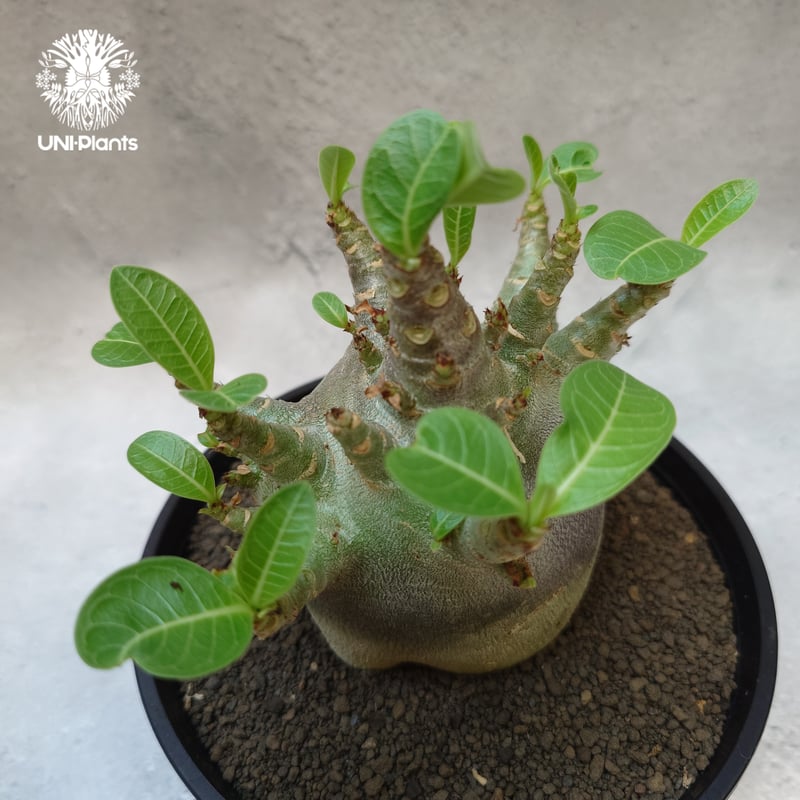 Adenium arabicum Dwarf “ BLACK ” アデニウム アラビカム ドワ