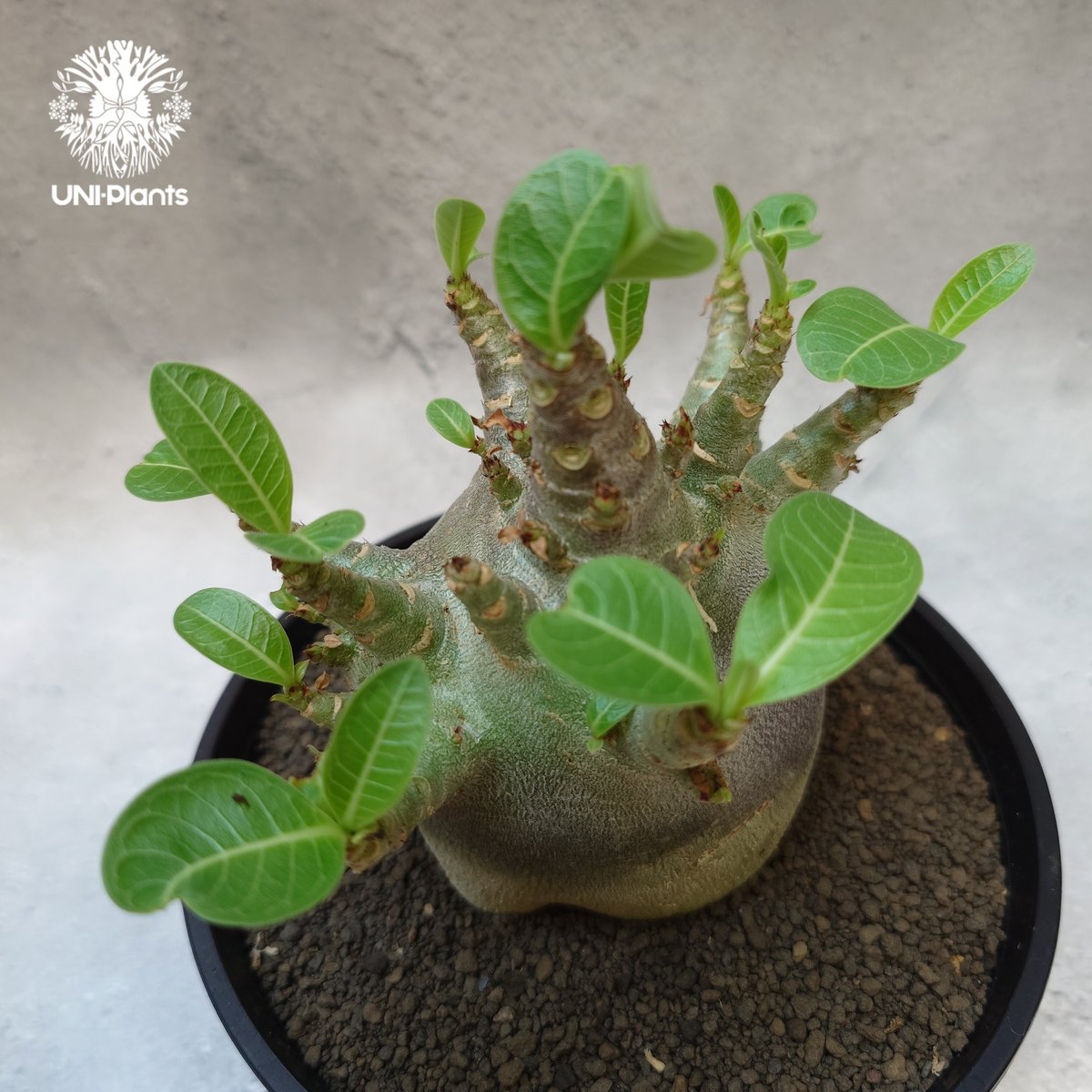 Adenium arabicum Dwarf “ BLACK ” アデニウム アラビカム ドワ