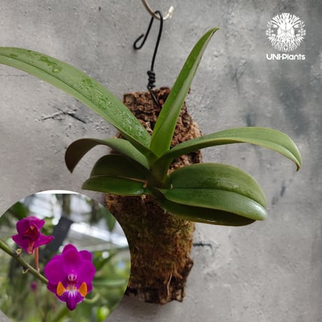Phalaenopsis pulcherrima var Red ubon 着生植物 洋ラン 着生蘭 着生ラン 着生コルク ハンキング植物