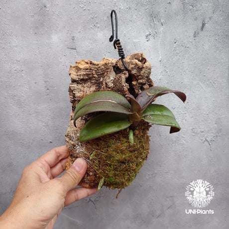 Phalaenopsis pulcherrima var Red ubon 着生植物 洋ラン 着生蘭 着生ラン 着生コルク ハンキング植物