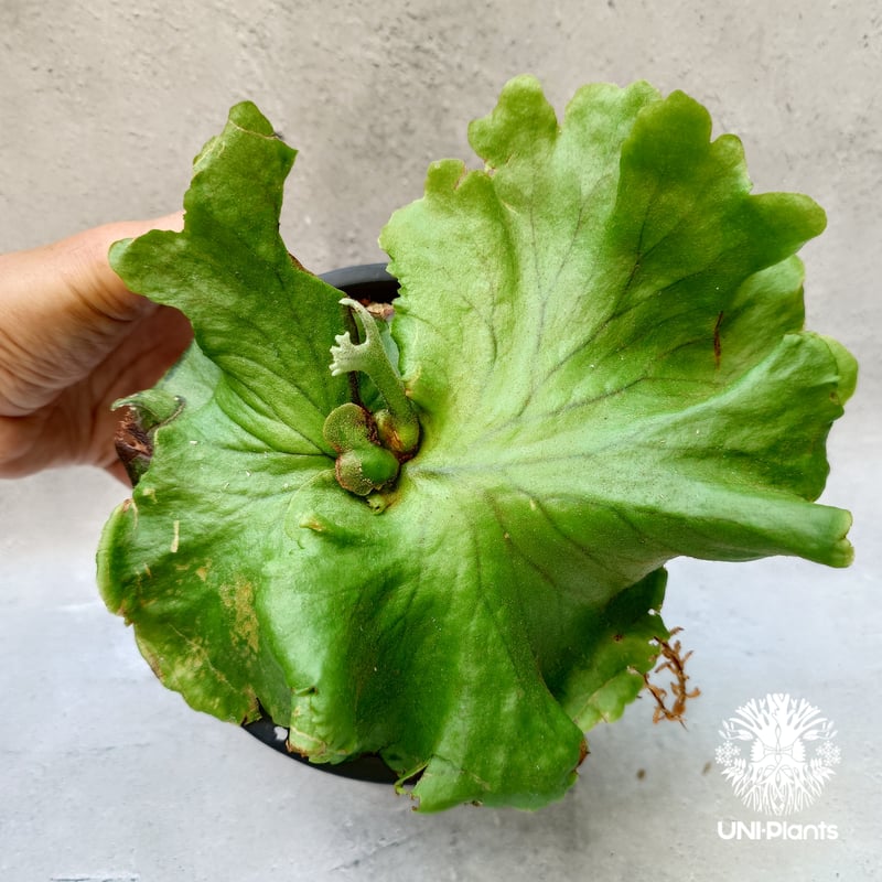 ビカクシダKitahakoodiense Thin & Dwarf ビカクシダKitahakoodiense Thin & Dwarf ビカクシダ