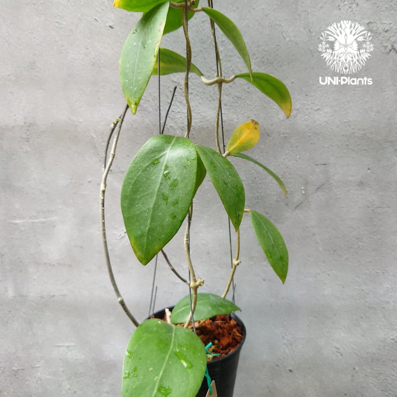 希少! Hoya mindorensis UT 042 ホヤ ミンドレンシス 限定数入荷