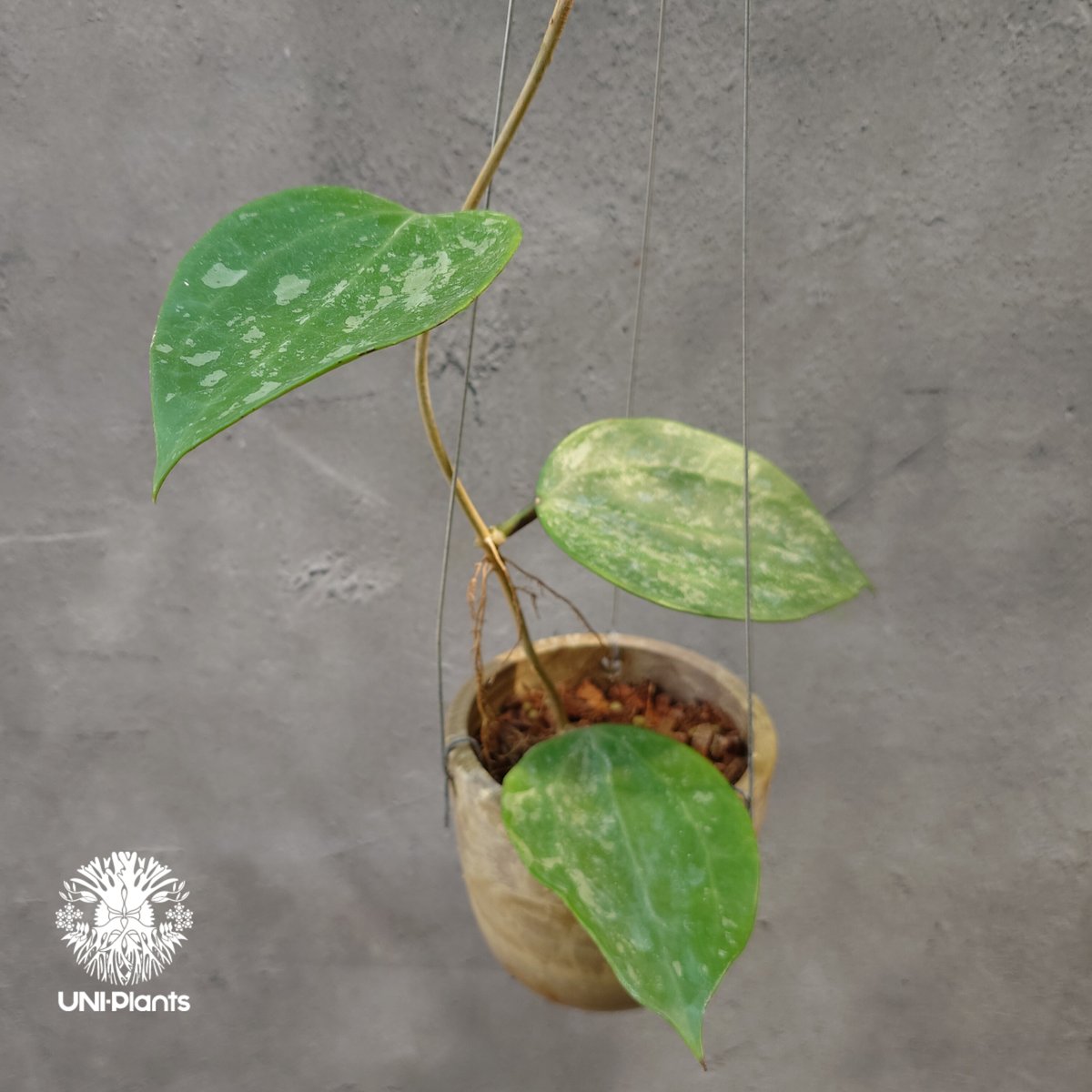 Hoya latifolia Snow Queen（S） ホヤ ラティフォリア スノー