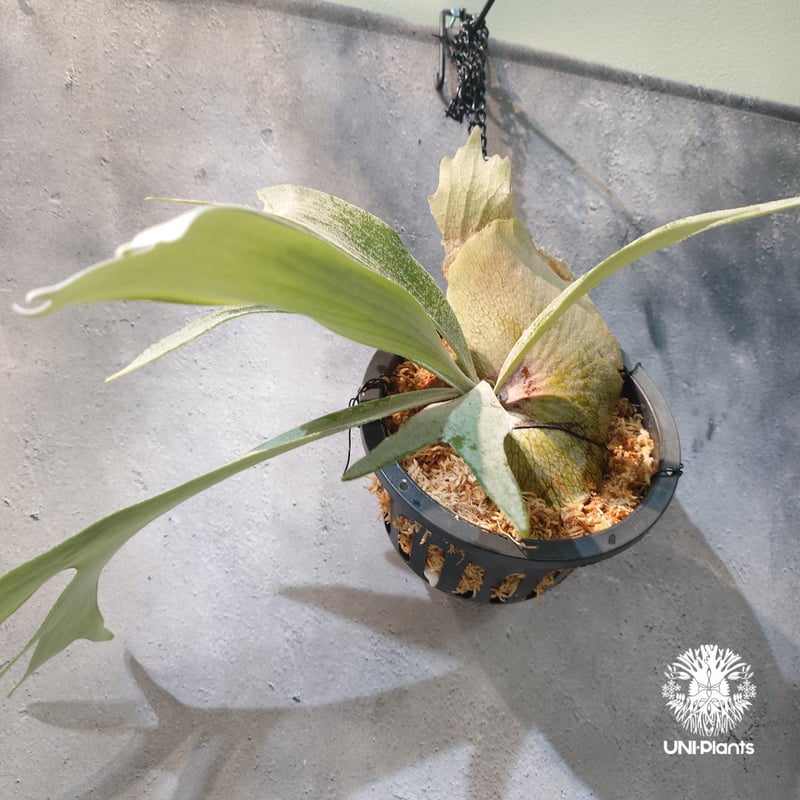 国内繁殖株・一点物】Platycerium bifurcatum 'white' ｜ビカ