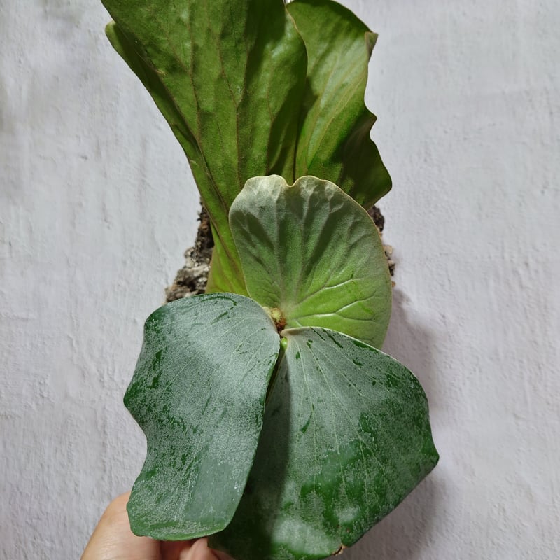 【ritv】 P. elephantotis mutant ビカクシダ P.elephantotis mutant① 在庫僅か @bikamori.com ビカクシダ