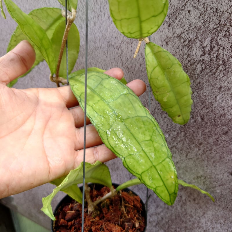 Hoya finlaysonii long leaves ホヤ フィンレイソニー ロング