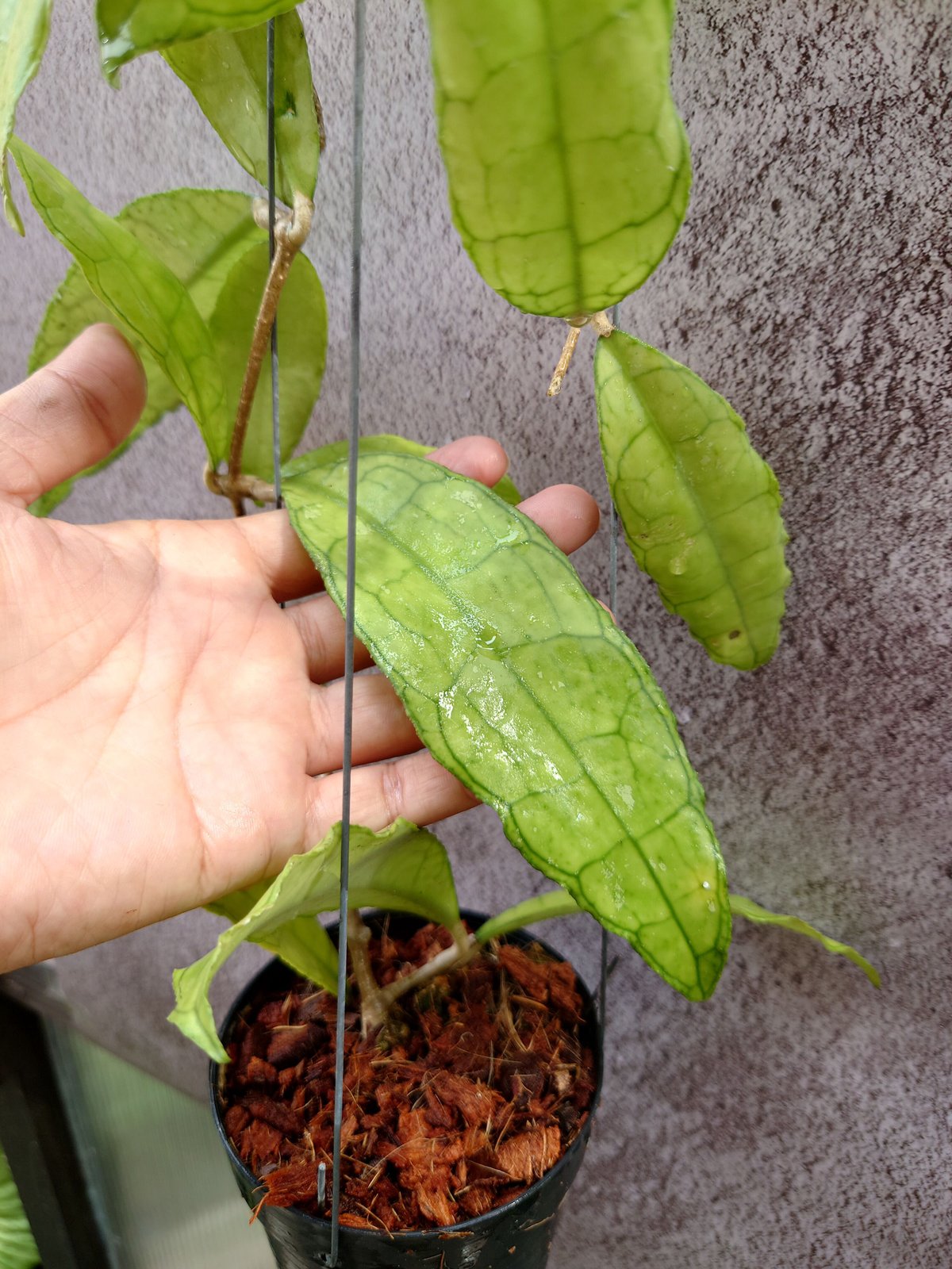 ロング ホヤ hoya レツーサ 超ロング 流木ハンギング 41.ponhina様