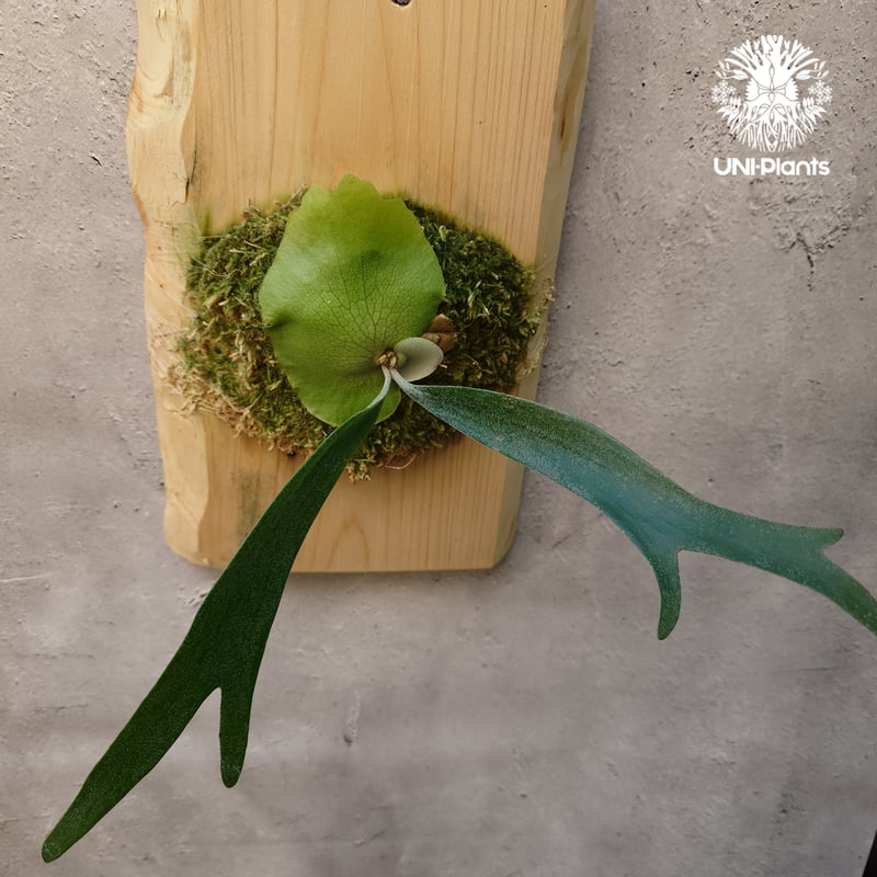 Platycerium willinckii cv.Zion(pup) ビカクシダ ウィリンキ