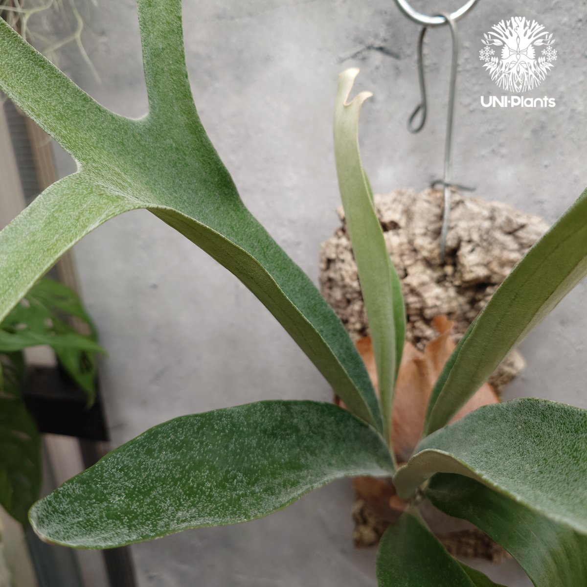 Platycerium Mt.Lewis(pup)ビカクシダ マウントルイス シダ Platycerium Mt.Lewis(pup)ビカクシダ マウントルイス シダ