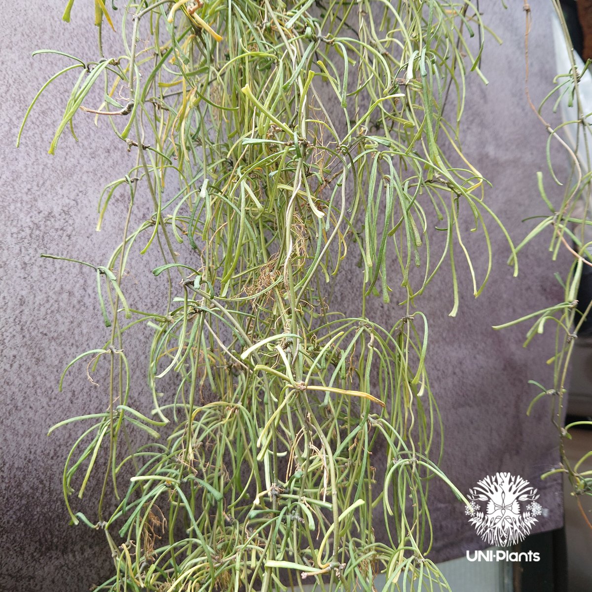 Hoya Retusa ホヤ レツーサ 大ぶりビックサイズ! ホヤ 植物 ホヤ Hoya Retusa ホヤ レツーサ 大ぶりビックサイズ! ホヤ 植物 ホヤ