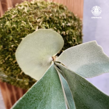 【タイ直輸入・現地選抜】Platycerium Willinckii dwarf Tatsuta,  P.Pegasus,  P.veitchii wild