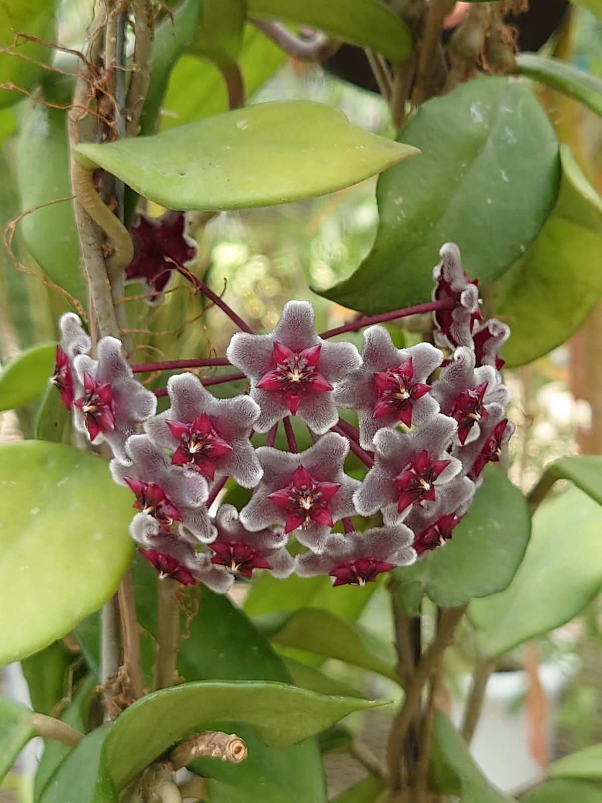 ホヤ プビカリクス ロイヤル ハワイアン パープル 開花中! ホヤ植物