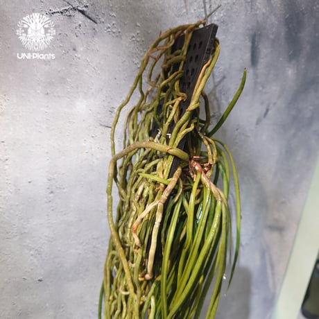 【タイ直輸入・着生ラン】Seidenfadenia mitrata ' pink ' |  セイデンファデニア ミトラタ pink｜Orchid｜着生ラン｜着生蘭