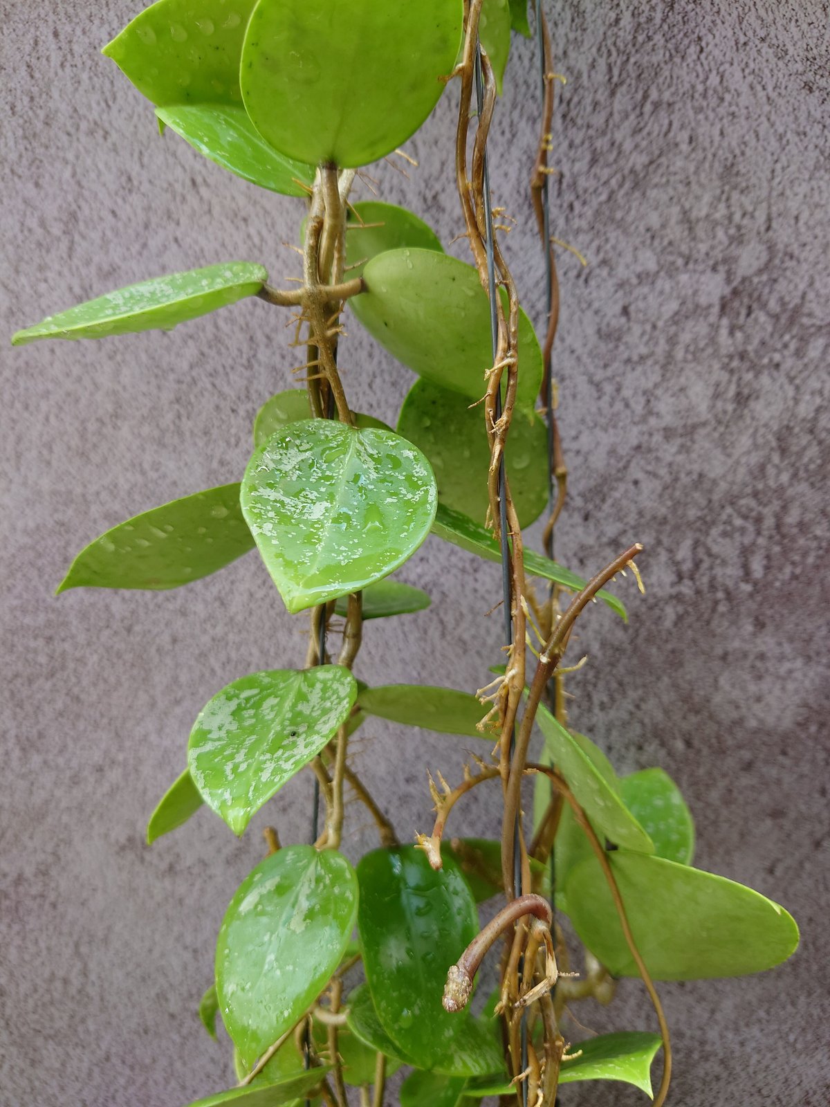 Hoya Parasitica Heart Leaves Splash ホヤ パラシティカ ハ Hoya Parasitica Heart Leaves Splash ホヤ パラシティカ ハ
