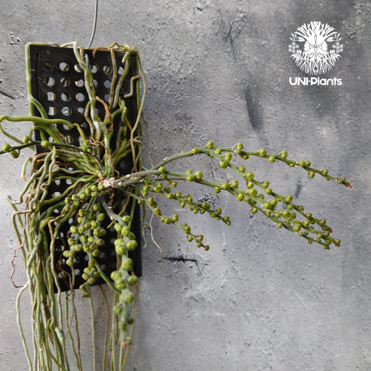 chiloschista parishii var sakura コルク原種