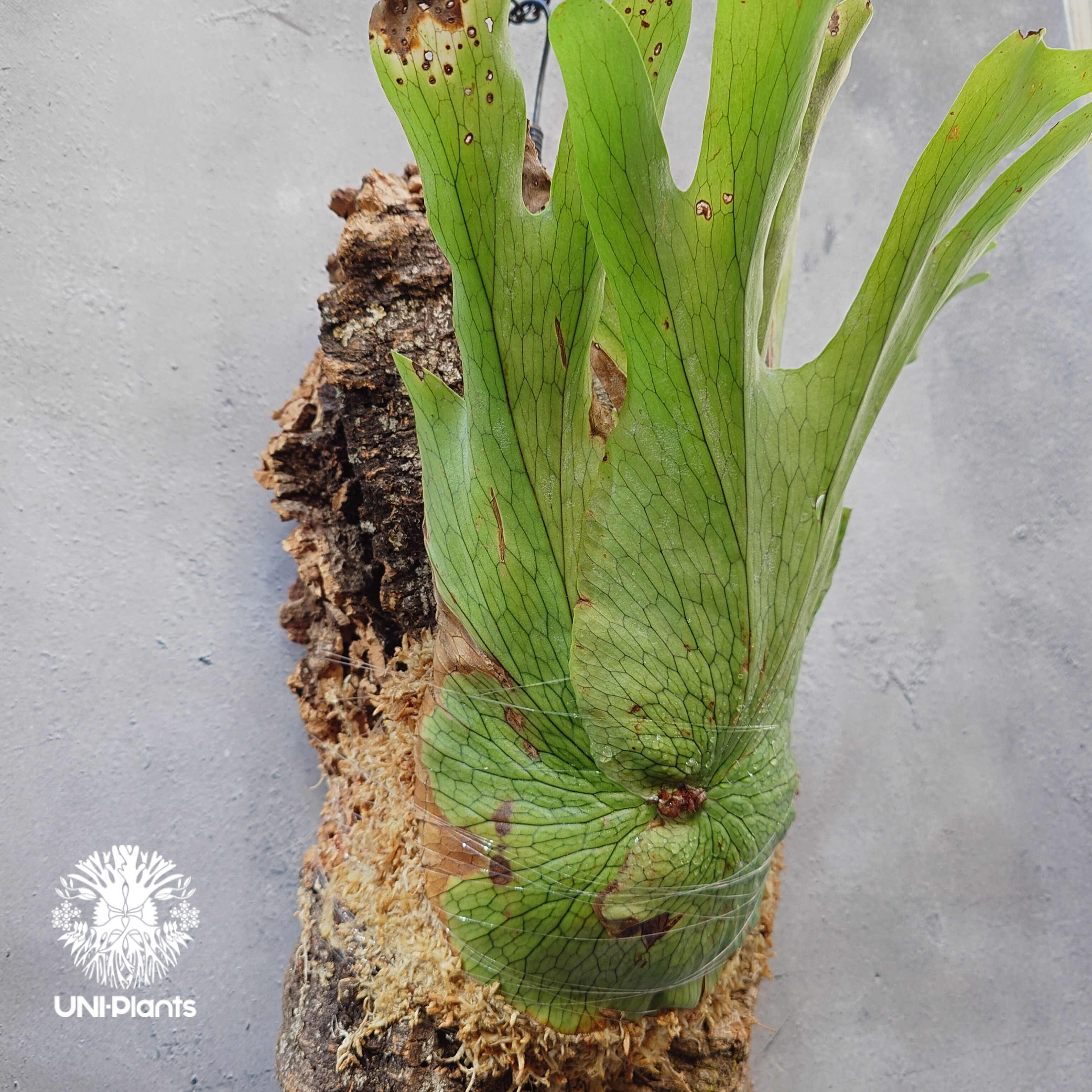 ビカクシダ ワンダエ　Platycerium wandae Platycerium wandae wild ビカクシダ ワンダエ ワイルド株 ビカクシダ