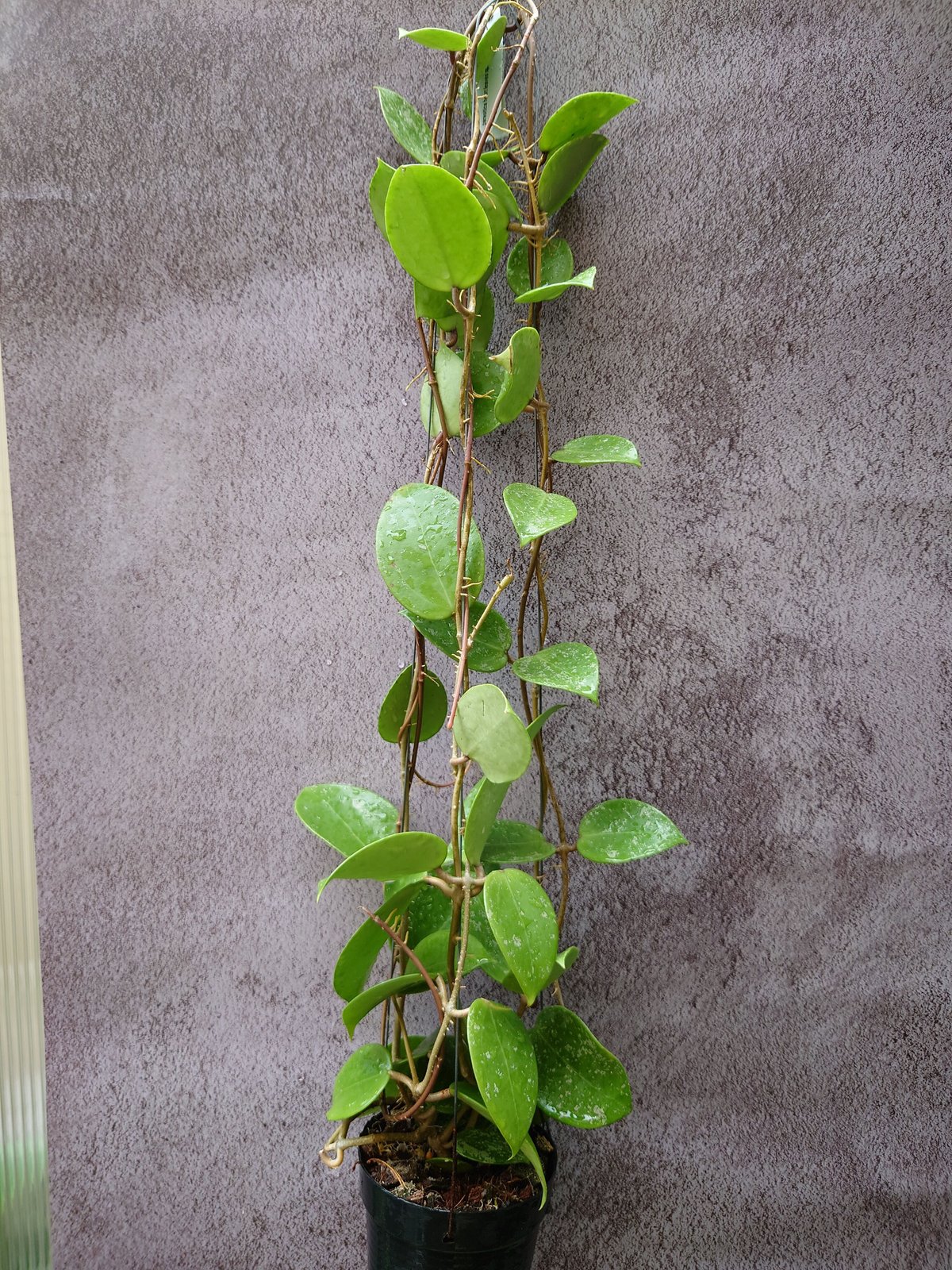 Hoya Parasitica Heart Leaves Splash ホヤ パラシティカ ハ