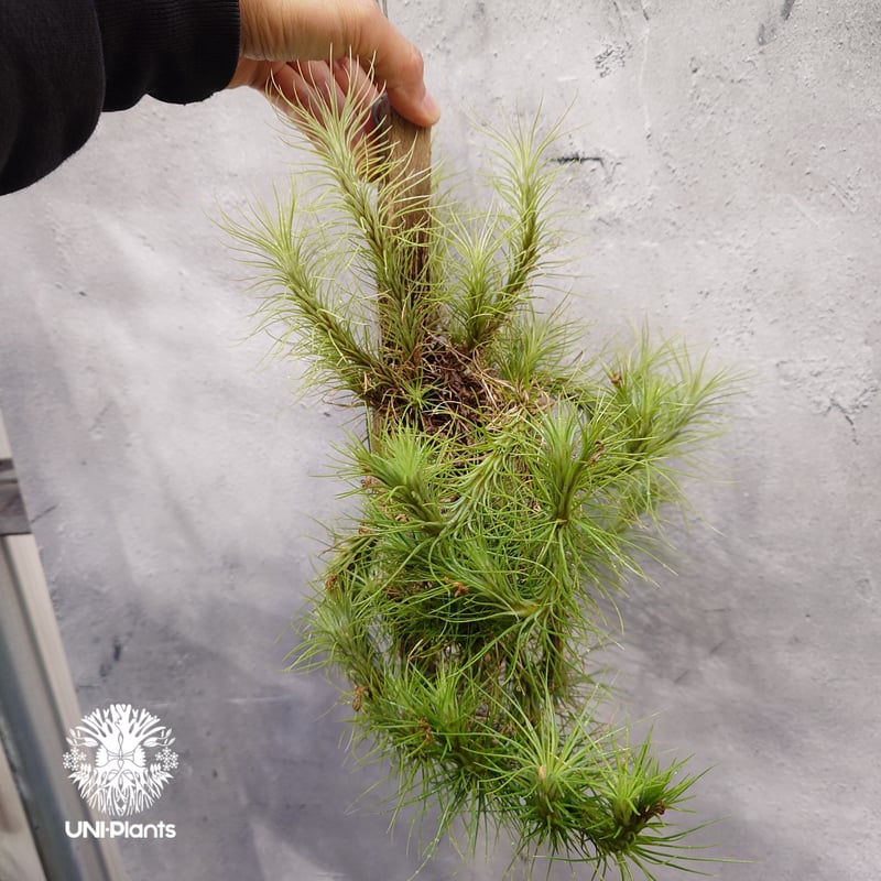 Tillandsia funckiana large form ティランジア チランジア・フン