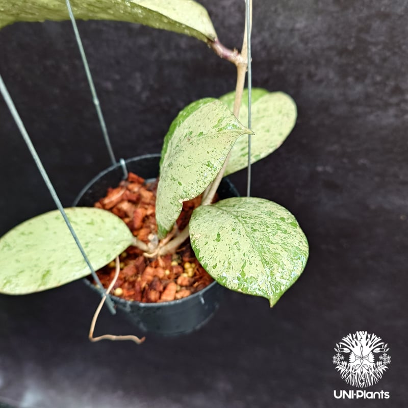 Hoya michelle silver ホヤ植物 ホヤの花 Hoya plants 希少 レ
