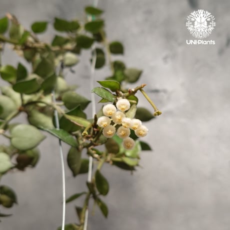 ホヤ クローニアナ Hoya krohniana ホヤ植物 Hoyaplants つる性植物 ハンギング ハンギング植物