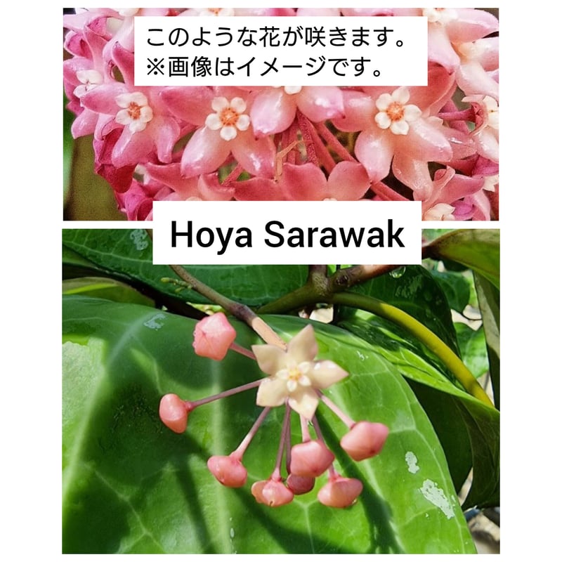 セール 観葉大葉ホヤ Hoya glabra bolneo サクララン 中苗 サクララン