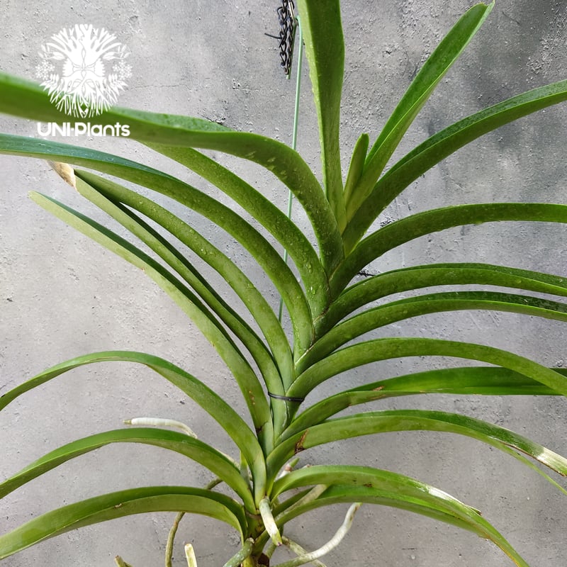 バンダ 洋蘭 Vanda orchid 大株 ラン 蘭 花が綺麗な洋ラン | UNI