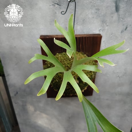 Platycerium alcicorne var.Madagascar ビカクシダ アルシコルネ マダガスカル Platycerium ビカクシダ アルダマ