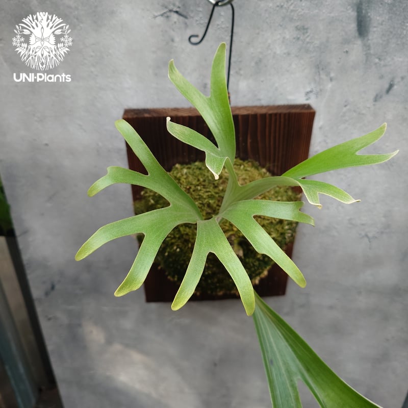 オリジナル UNEUNE alcicorne Madagascar ビカクシダ Platycerium alcicorne var.Madagascar ビカクシダ アルシコ