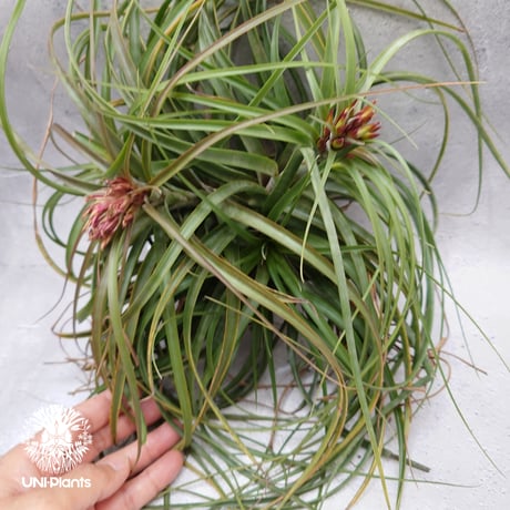 Tillandsia brachycaulos x concolor チランジア・ブラキカウロス×コンコロール Tillandsia  エアープランツ エアプランツ ティランジア