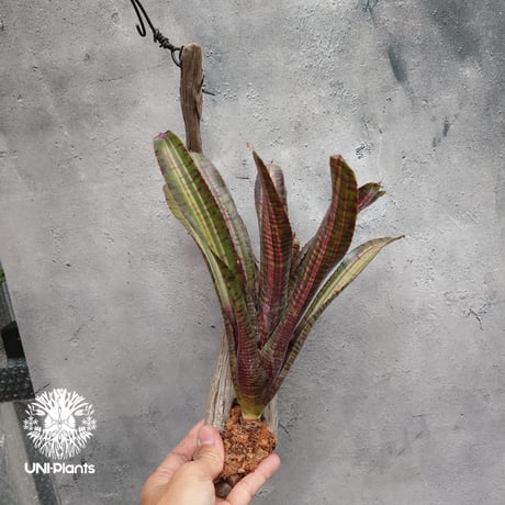 Neoregelia Hot Ember ネオレゲリア ホットエンバー Neoregelia ネオレゲリア着生アレンジ ブロメリア Bromeliad ブロメリア科ネオレゲリア属