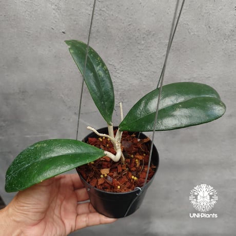 【タイ直輸入・現地選抜の希少株】ホヤ フォーベシー jabar｜希少株・珍品・着生植物・つる性植物｜Hoya forbesii jabar