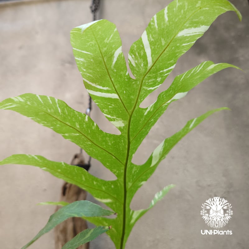 Drynaria quercifolia variegata ドリナリア クエルシフォリア バ