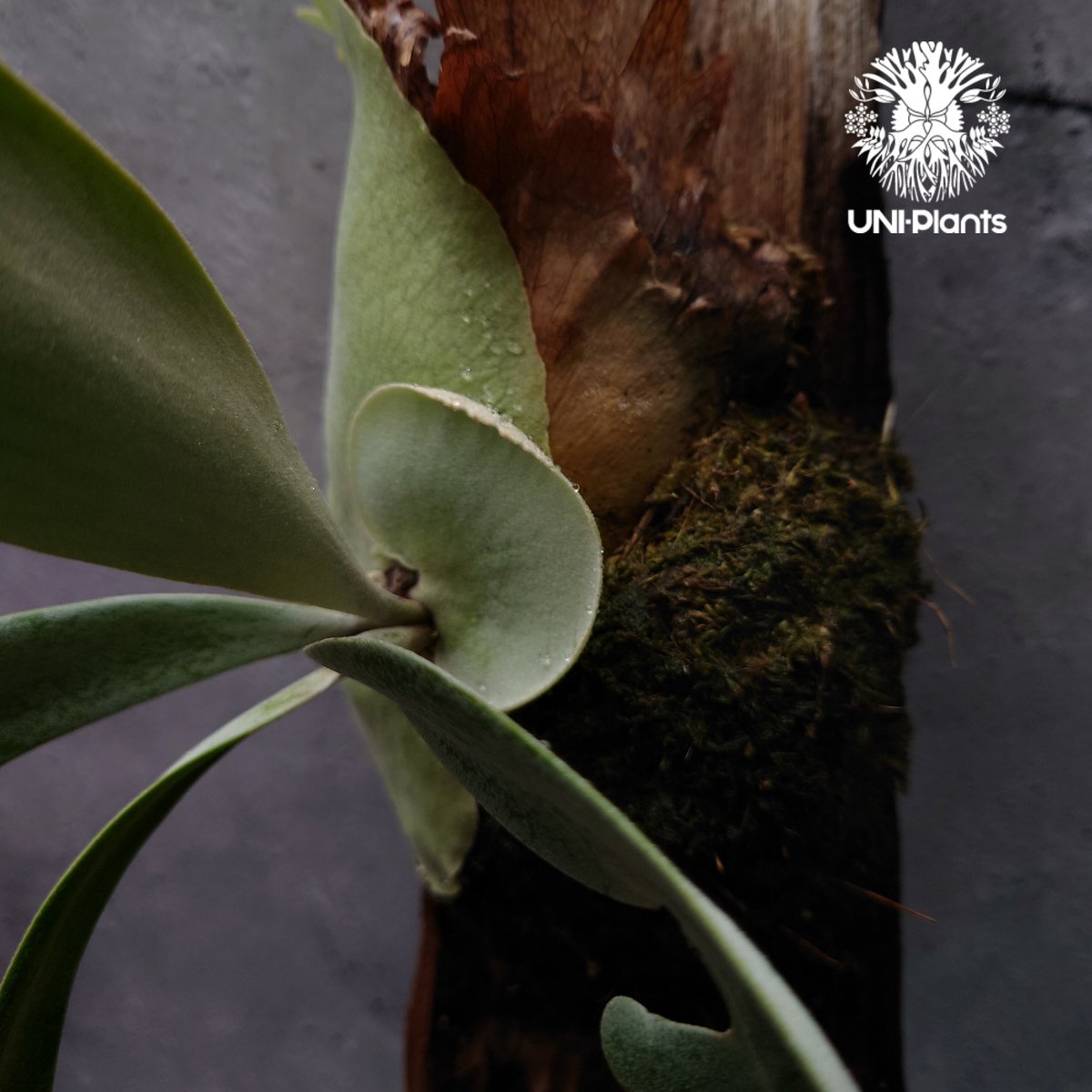 Platycerium willinckii cv. Jessica (pup)ビカクシダ