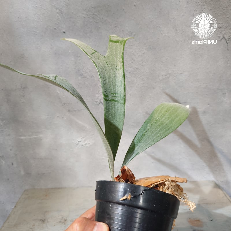 国内繁殖株・一点物】Platycerium bifurcatum 'white' ｜ビカクシダ