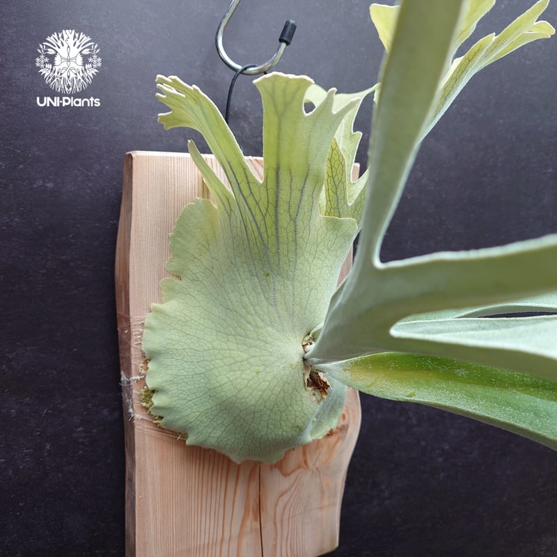 Platycerium pewchan compact ビカクシダ ピューチャン コンパクト