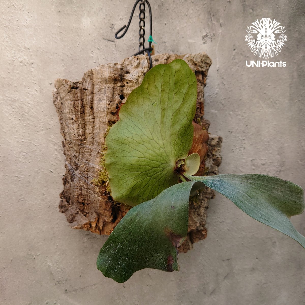 ビカクシダ ディバーシフォリウム X エレファントティス コウモリラン