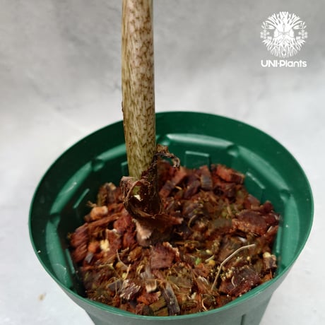 Alocasia jacklyn アロカシア ジャクリン アロカシアジャックリ 観葉植物 珍奇植物 希少 珍しい インテリア植物 アロイド
