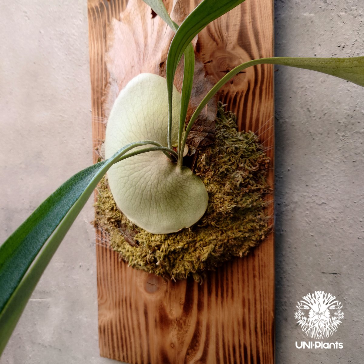 あんちゃん　ビカクシダ あんちゃん様専用 ビカクシダ