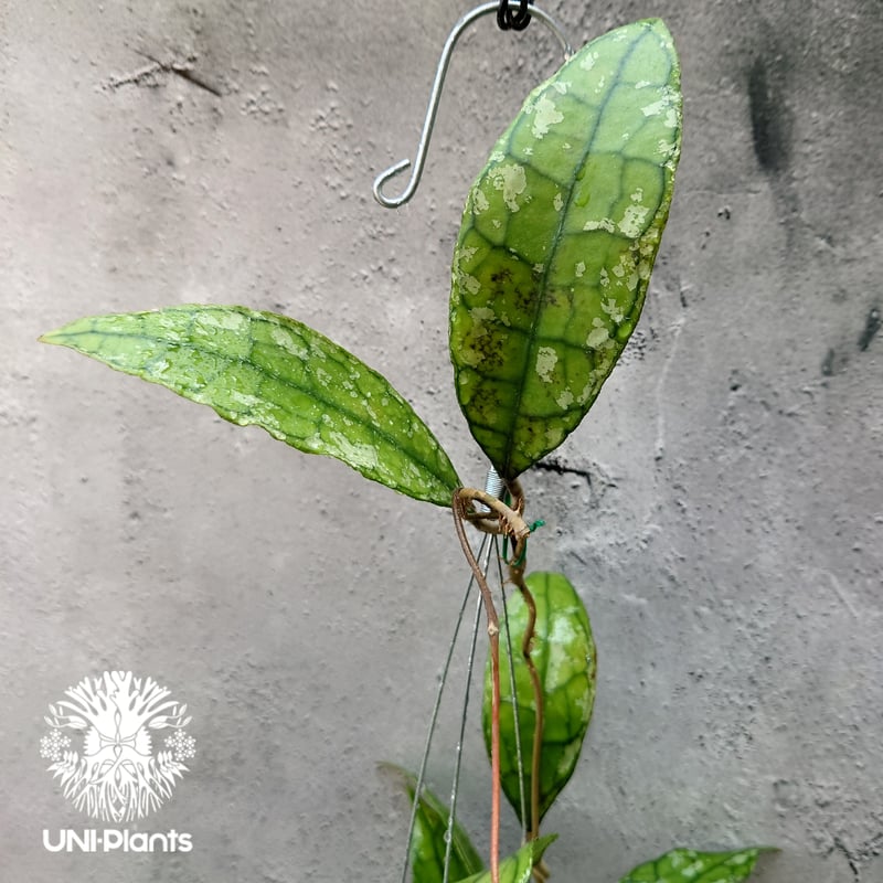 週末セール　極めて希少種 レア ホヤ　リマ　Hoya lima splash② Hoya finlaysonii black leaves splash 希少 ホヤ フィレン