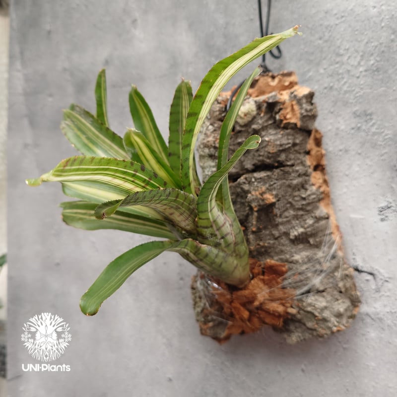 Neoregelia 'Palmares' ネオレゲリア・パルマレス ネオレゲリア Neore